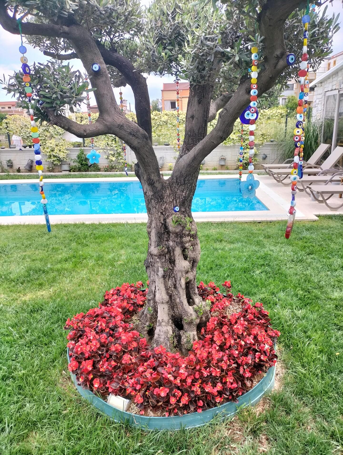 Nazar boncuklu zeytin ağacı ve havuz