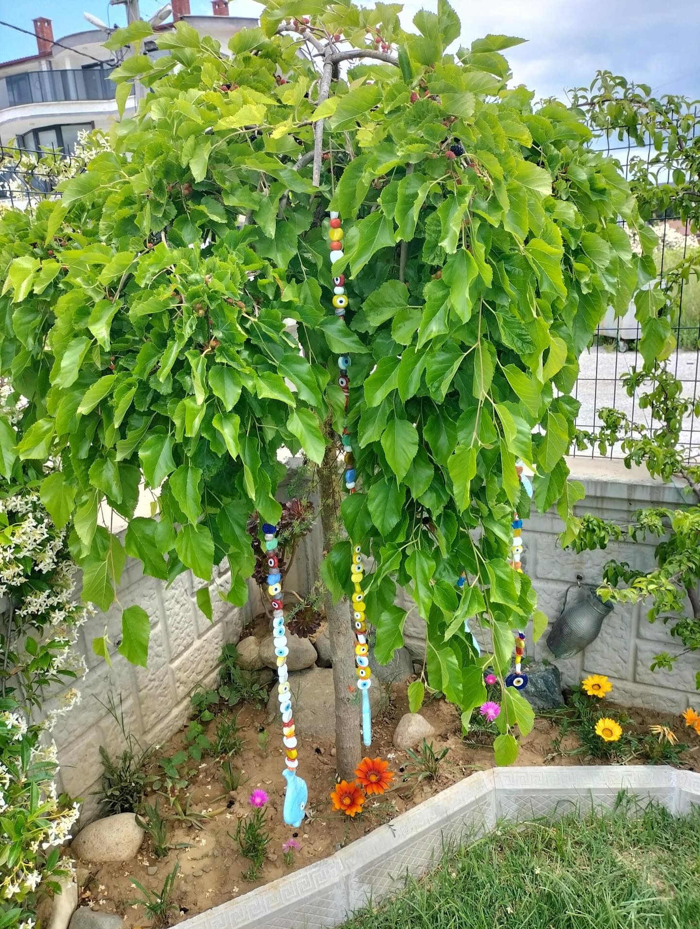 Çiçek açmış yasemin çiti